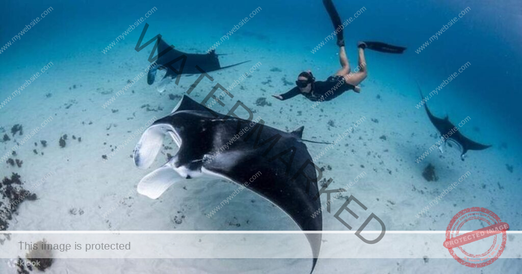 Snorkeling Nusa Penida