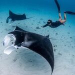 Snorkeling Nusa Penida: Panduan Lengkap & Spot Terbaik