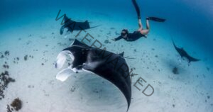 Snorkeling Nusa Penida: Panduan Lengkap & Spot Terbaik