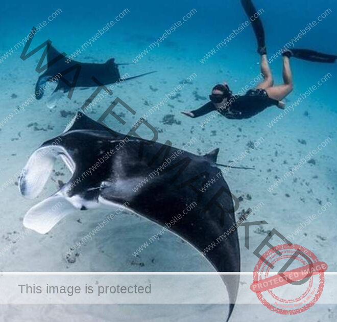 Snorkeling Nusa Penida: Panduan Lengkap & Spot Terbaik